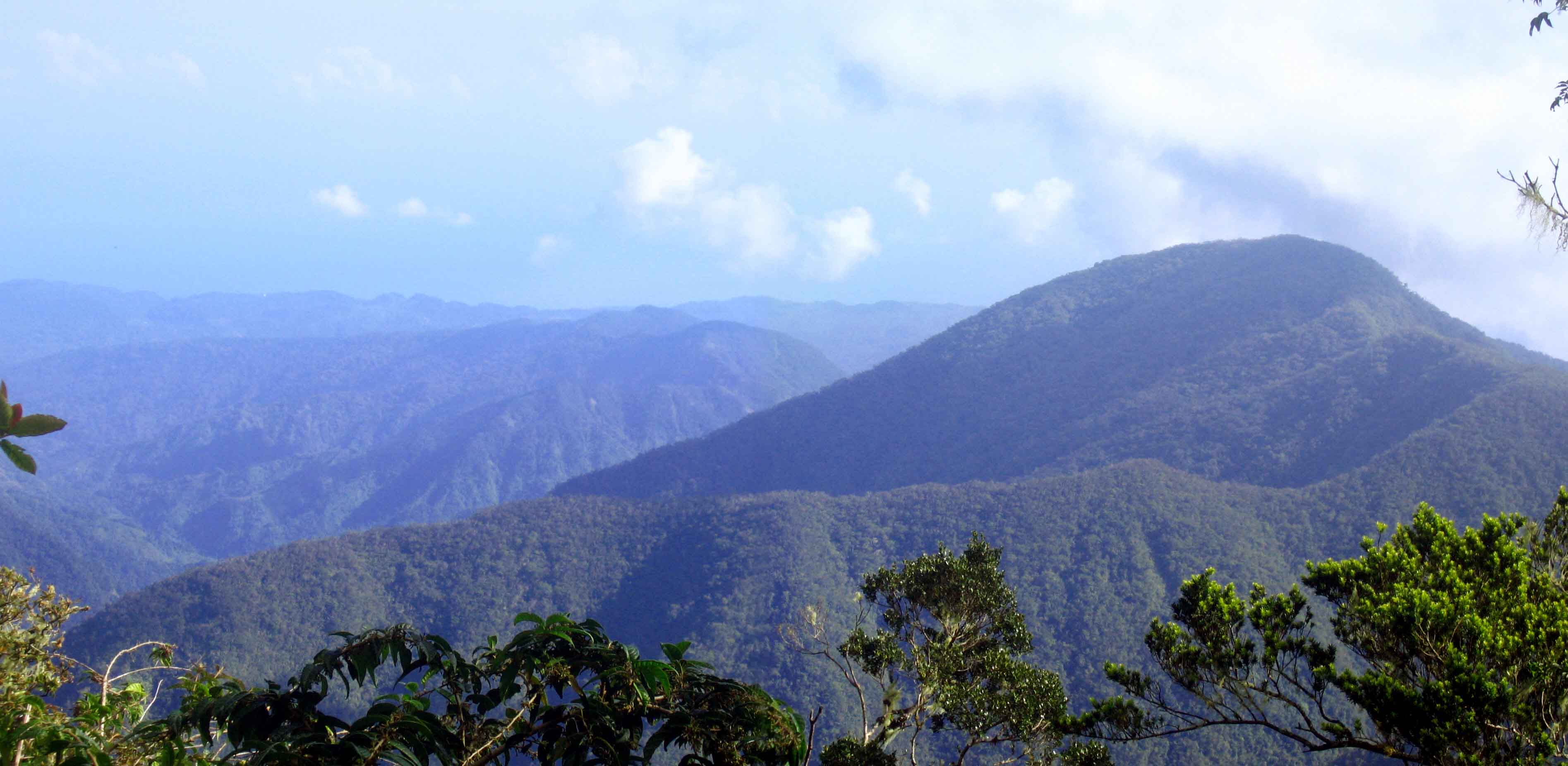 blue mountain peak hiking tour jamaica