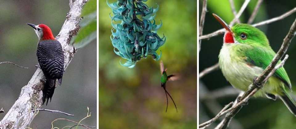 birds blue mountain jamaica