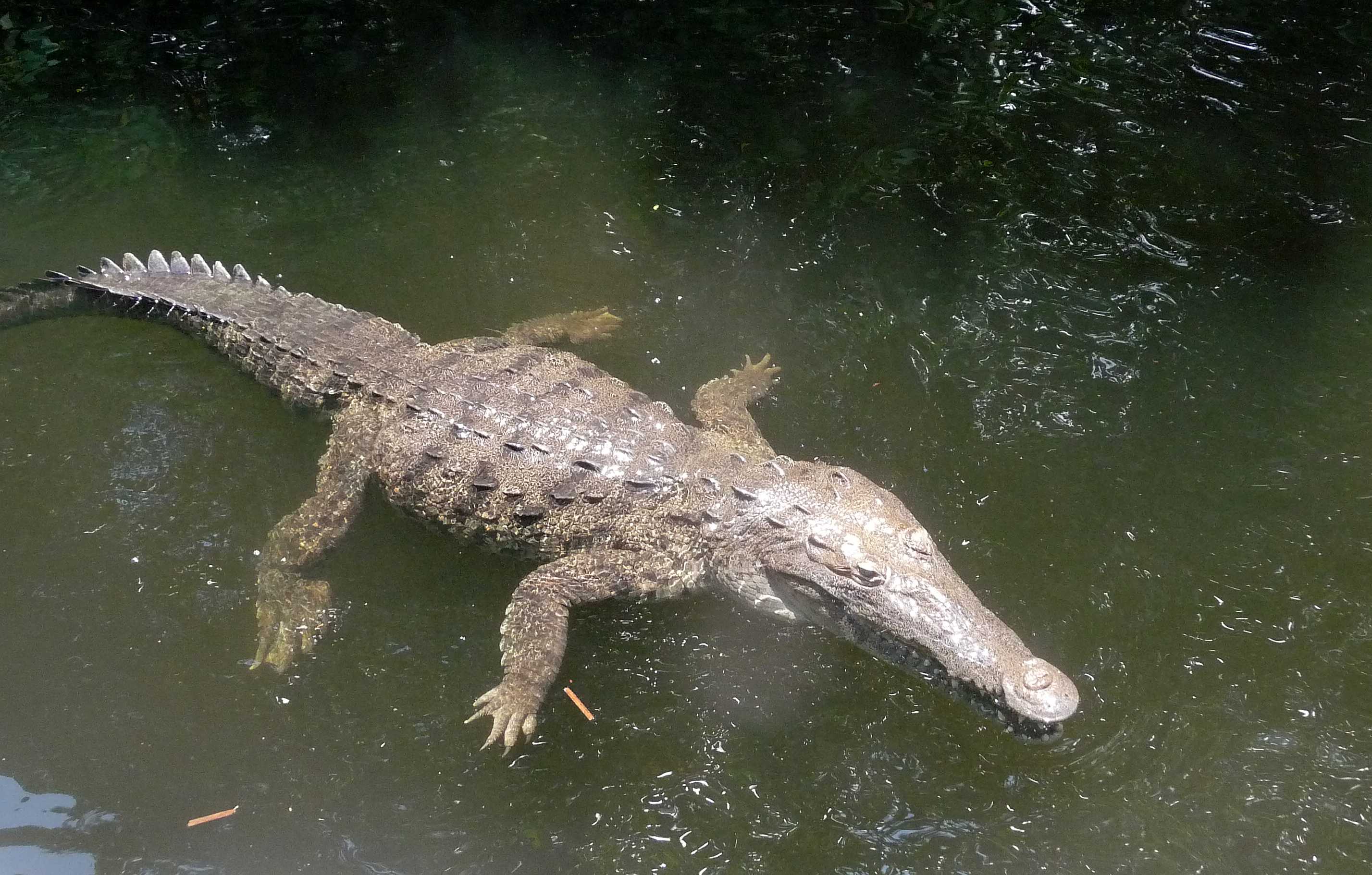 Black River Safari in Jamaica