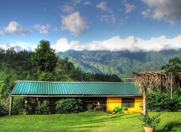 lime tree coffee farm jamaica