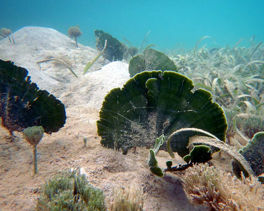 snorkelling blue lagoon