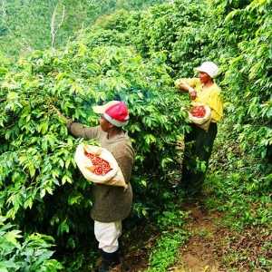 jamaica cultural tours blue mountain coffee