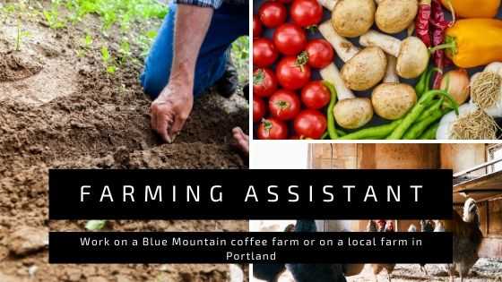 Farming Assistant Volunteer